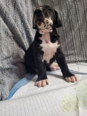 Les chiots de Dogue allemand