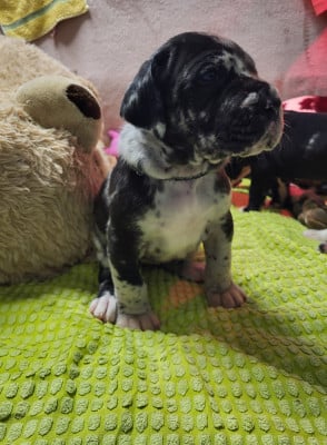 Les chiots de Dogue allemand