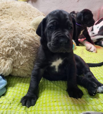 Les chiots de Dogue allemand