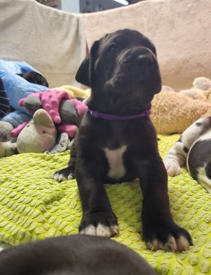 Les chiots de Dogue allemand