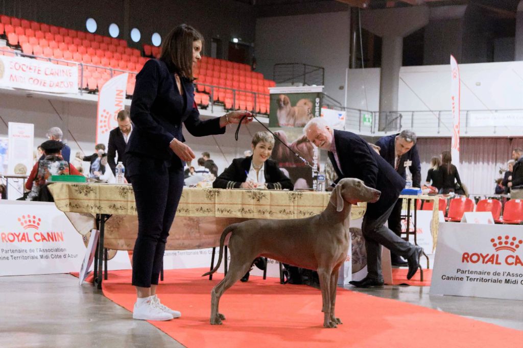 CH. Philharmonia von silberweiss jäger (Sans Affixe) - 1er EXC. / BEST JEUNE / BOB / BOG JEUNE / R-BIS JEUNE