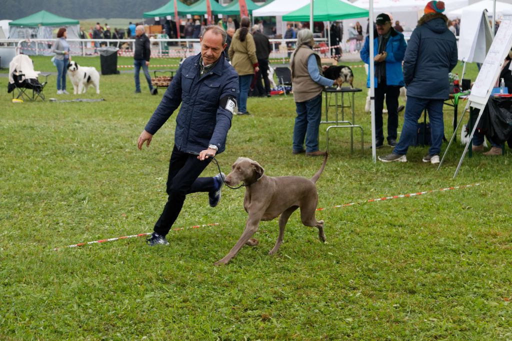CH. Philharmonia von silberweiss jäger (Sans Affixe) - 2ème EXC. / R-CAC / R-CACIB