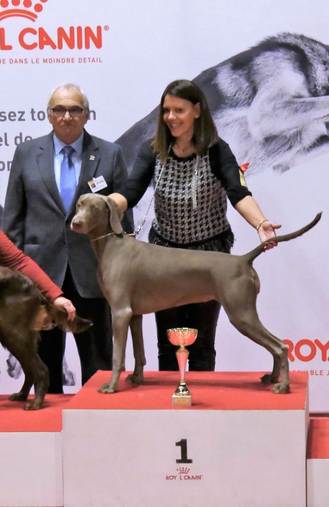 CH. Philharmonia von silberweiss jäger (Sans Affixe) - 1er EXC. / BEST JEUNE / BOG JEUNE