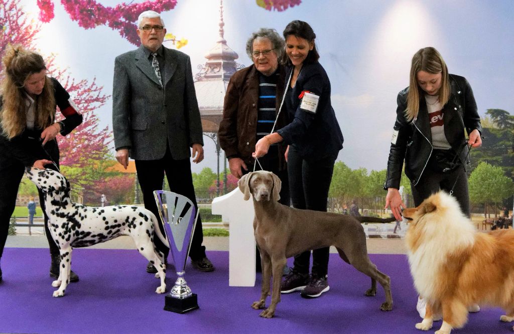 CH. Philharmonia von silberweiss jäger (Sans Affixe) - 1er EXC. / BEST J / BOG J / BIS J