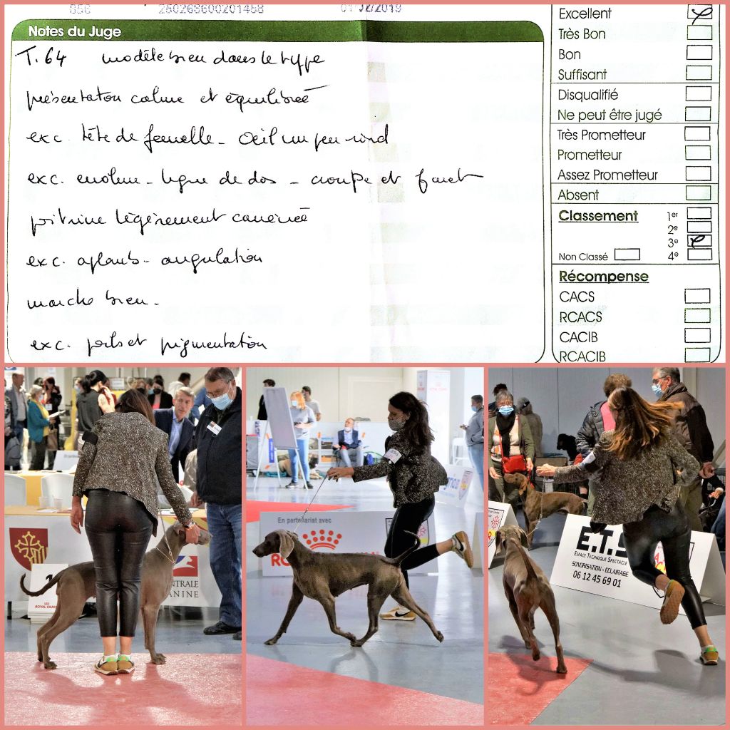 CH. Philharmonia von silberweiss jäger (Sans Affixe) - 3ème EXC.