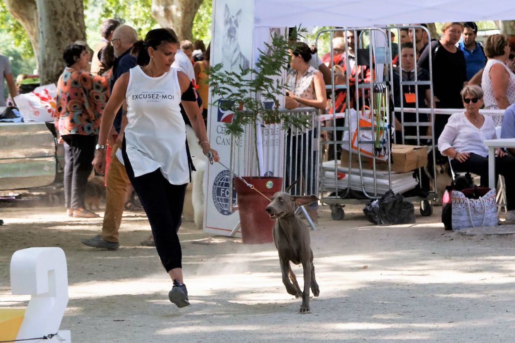 CH. Philharmonia von silberweiss jäger (Sans Affixe) - TP / MEILLEUR PUPPY / BOG PUPPY