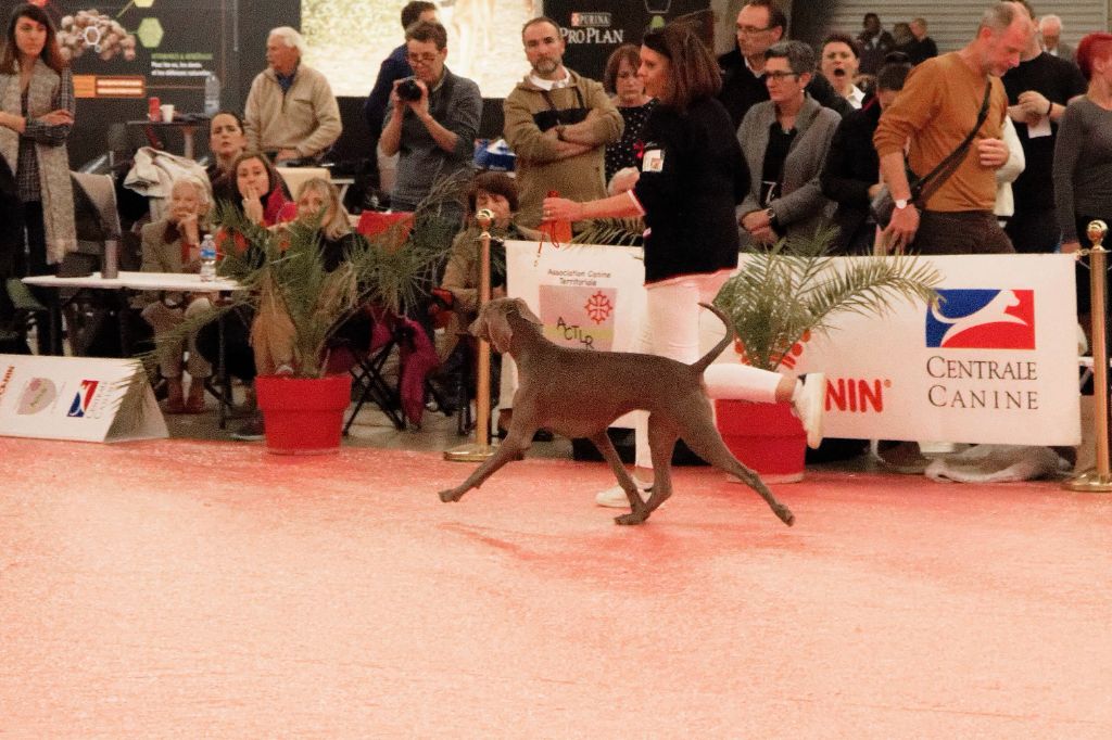 CH. Philharmonia von silberweiss jäger (Sans Affixe) - 1er EXC. / BEST JEUNE