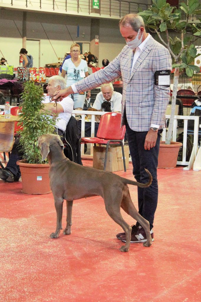 CH. Philharmonia von silberweiss jäger (Sans Affixe) - 1er EXC. / CAC / CACIB / BOB