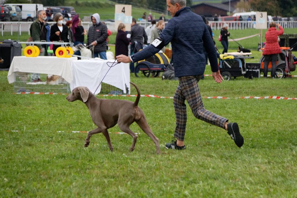 CH. Philharmonia von silberweiss jäger (Sans Affixe) - 2ème EXC. / R-CAC
