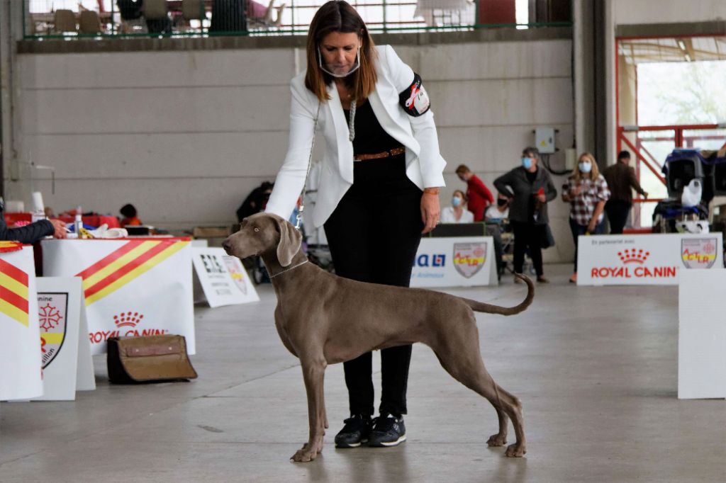 CH. Philharmonia von silberweiss jäger (Sans Affixe) - 1er EXC. / R-CACS