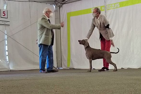 CH. Philharmonia von silberweiss jäger (Sans Affixe) - 1er EXC. / CAC / CACIB / BOS