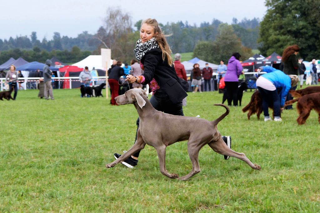 CH. Philharmonia von silberweiss jäger (Sans Affixe) - 2ème EXC. / R-CAC / R-CACIB
