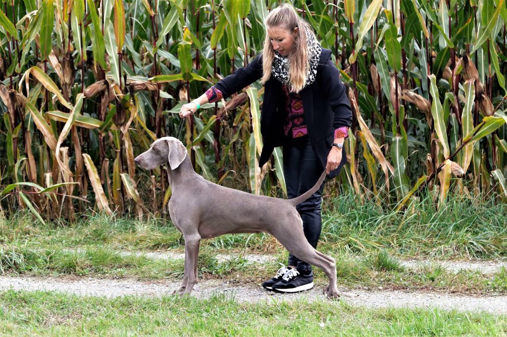 CH. Philharmonia von silberweiss jäger (Sans Affixe) - 1er EXC. / CAC / CACIB / BOB