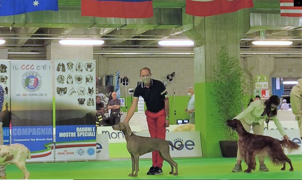 CH. Philharmonia von silberweiss jäger (Sans Affixe) - 1er EXC. / CAC / CACIB / BOS