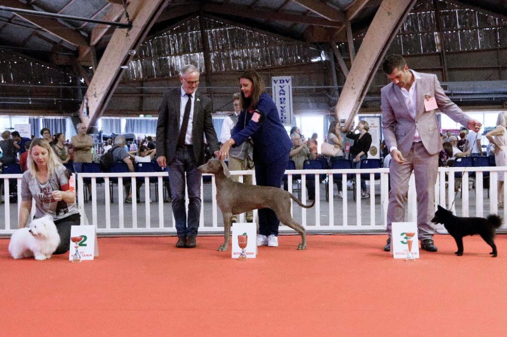 CH. Philharmonia von silberweiss jäger (Sans Affixe) - TP / MEILLEUR PUPPY / BIS PUPPY