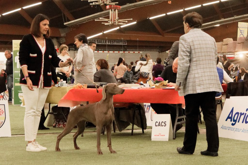 CH. Philharmonia von silberweiss jäger (Sans Affixe) - 1er EXC. / BEST JEUNE