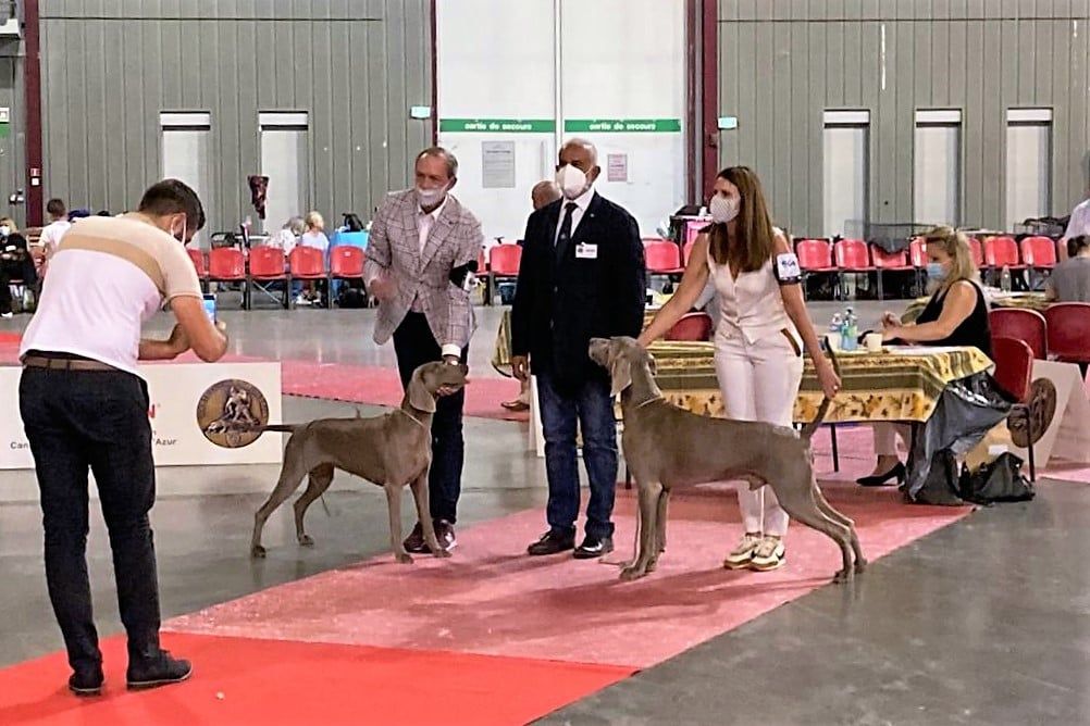 CH. Philharmonia von silberweiss jäger (Sans Affixe) - 1er EXC. / CAC / BOB