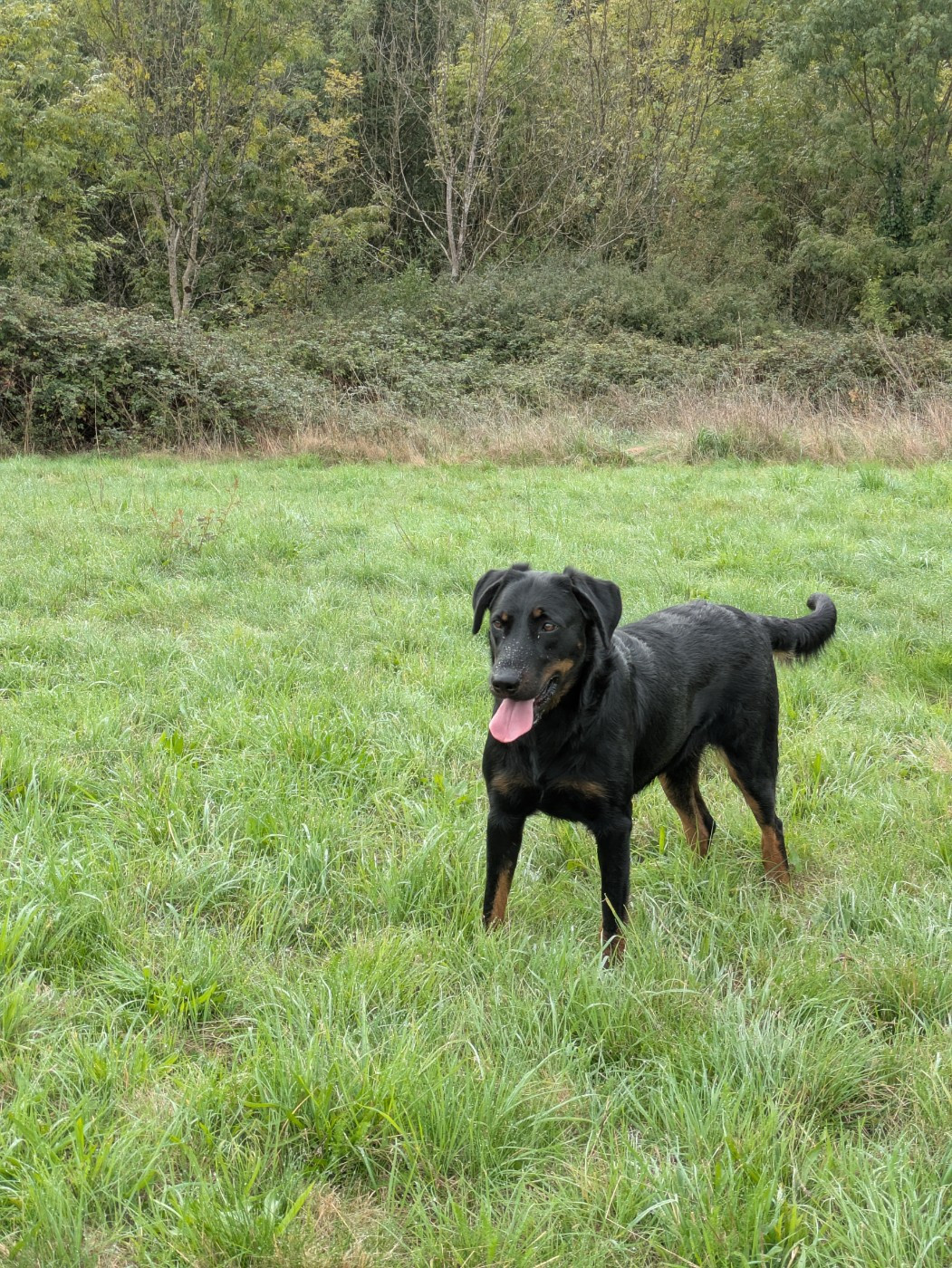 Trésor Des Bergers Du Mont Hardy