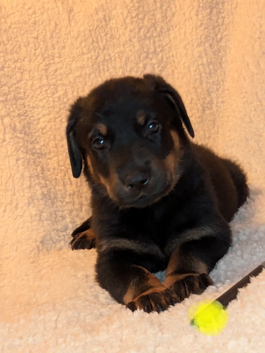 Collier Jaune - Berger de Beauce