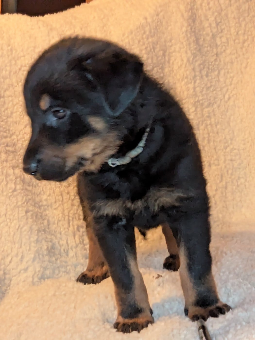 Collier Gris - Berger de Beauce