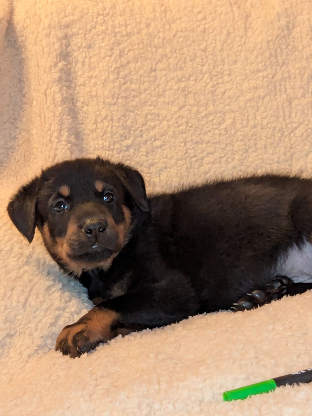 Collier Vert - Berger de Beauce