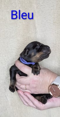 Les chiots de Berger de Beauce