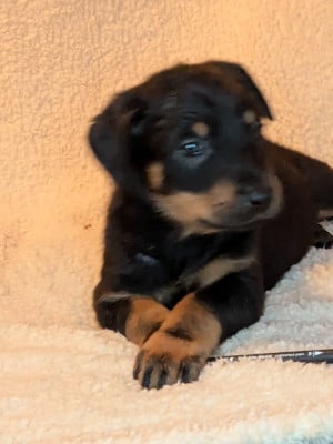 Les chiots de Berger de Beauce