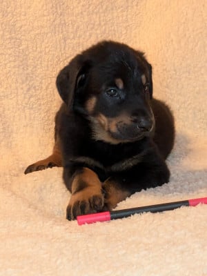 Les chiots de Berger de Beauce