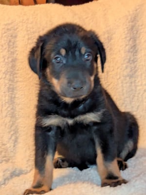 Les chiots de Berger de Beauce