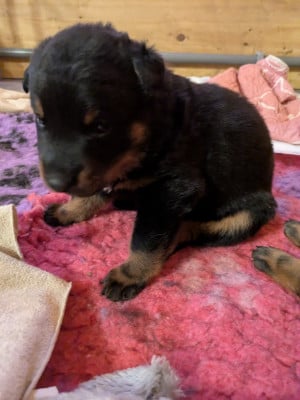 Les chiots de Berger de Beauce