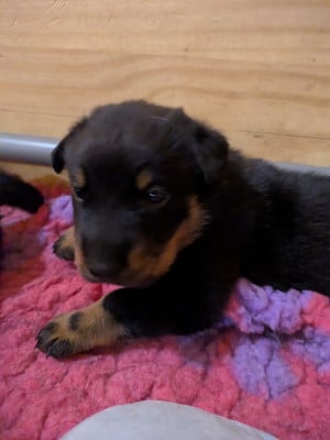 Les chiots de Berger de Beauce