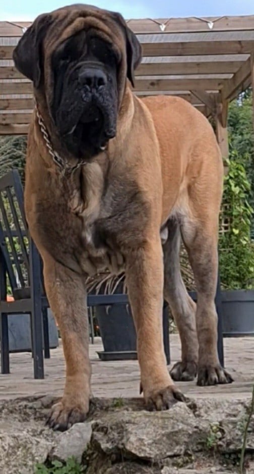 Thanos Ar Yawankiz Ma Bro