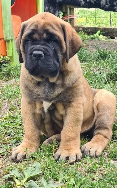 Mastiff - du Clos de l'Auguste