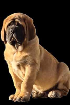 Les chiots de Mastiff