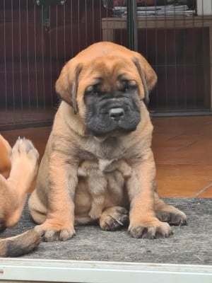CHIOT 1 - Mastiff