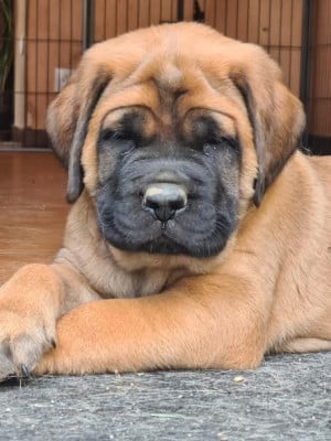 CHIOT 2 - Mastiff