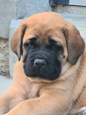 CHIOT 3 - Mastiff