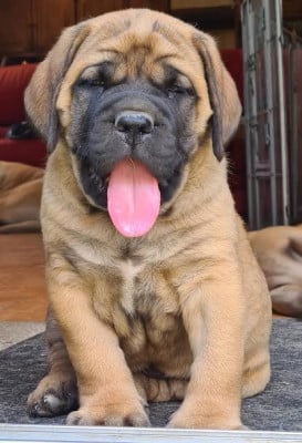 CHIOT 4 - Mastiff