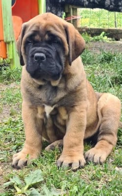 Les chiots de Mastiff