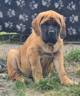 Les chiots de Mastiff