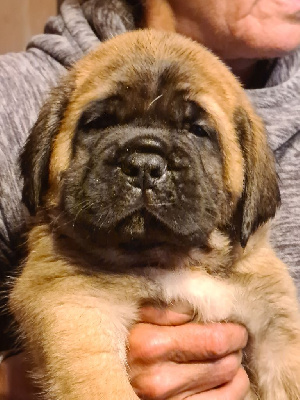 Les chiots de Mastiff
