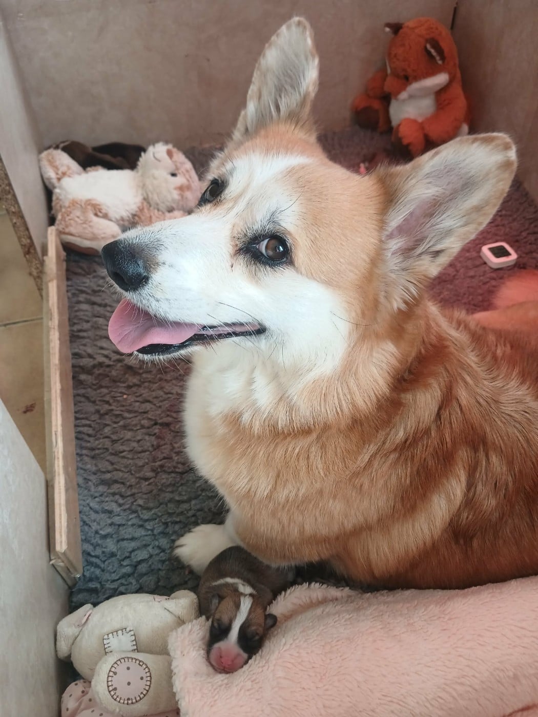 Chiot Welsh Corgi Pembroke