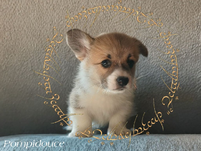 Les chiots de Welsh Corgi Pembroke