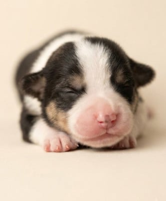 Les chiots de Welsh Corgi Pembroke