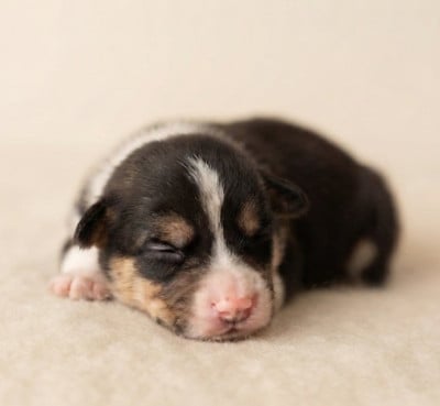 Les chiots de Welsh Corgi Pembroke
