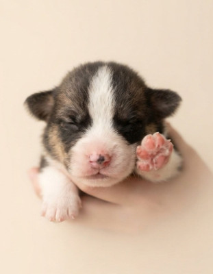 Les chiots de Welsh Corgi Pembroke