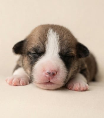 Les chiots de Welsh Corgi Pembroke