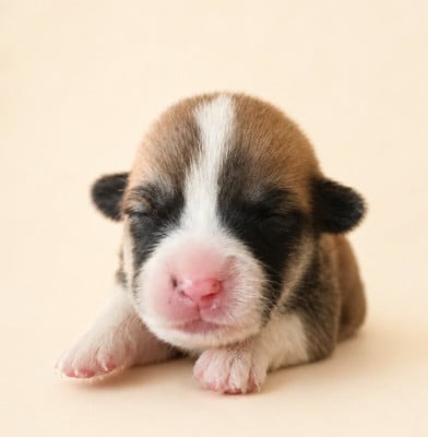 Les chiots de Welsh Corgi Pembroke