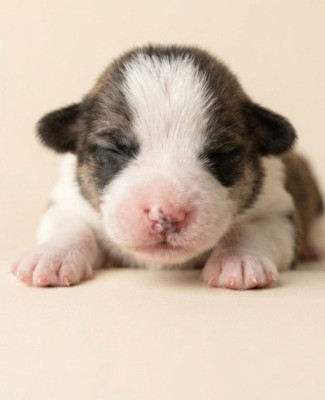 Les chiots de Welsh Corgi Pembroke