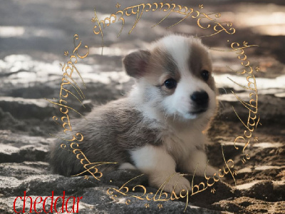 Les chiots de Welsh Corgi Pembroke